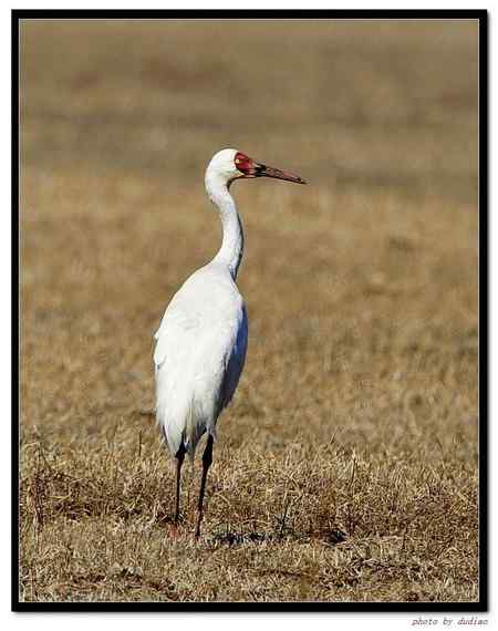 卧龙湖的“主人”