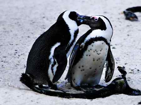 企鹅和它在好望角北边伯弗尔湾的生存环境