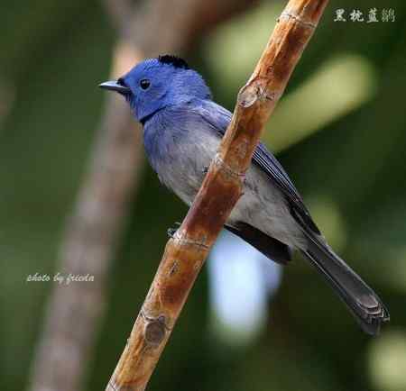 随团出游在台湾拍的鸟