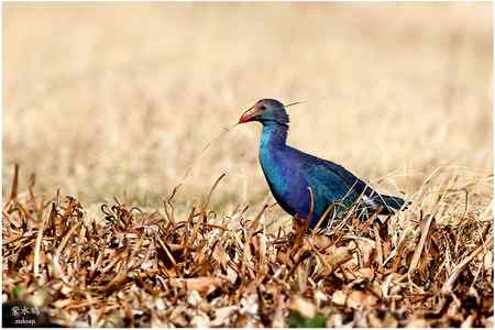 七彩云南的“精灵”
