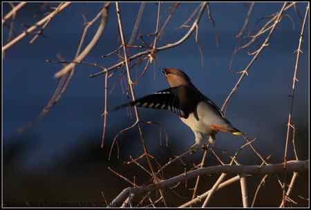 太平鸟 向海自然保护区