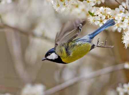 绿背山雀 吃得不亦乐