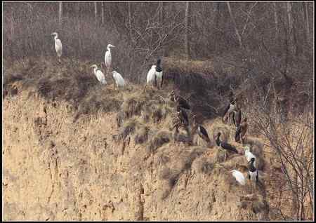 陕西观鸟会铜川观鸟,拍鸟印象 陕西观鸟会铜川观鸟,拍鸟印象