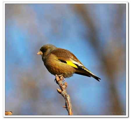 不知名的鸟在接吻!!!