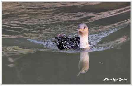 罕见稀有的紅喉潛鳥竟然造访宝岛台湾