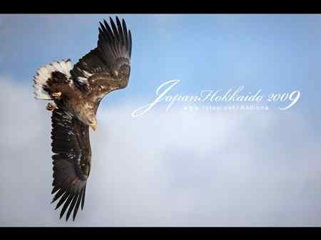 日本北海道白尾海鵰