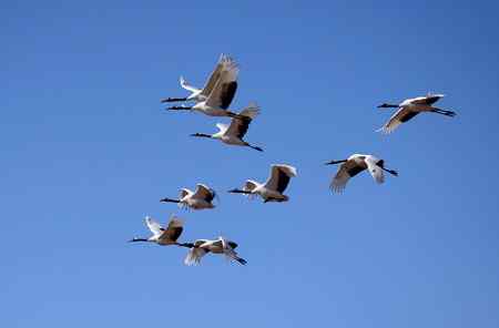 在蓝天中翱翔【美图】