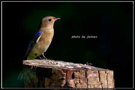 白腹琉璃 白腹姬鹟