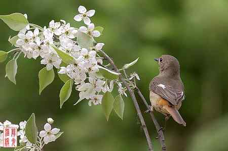 姹紫嫣红中的鸟儿