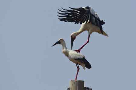 东方白鹳求偶的精彩瞬间