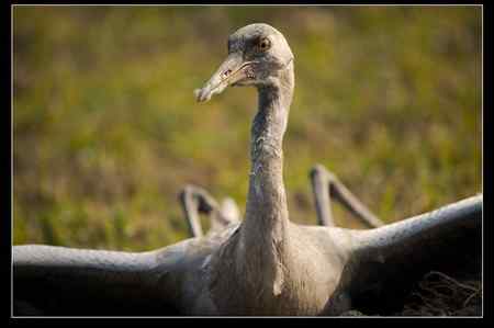 是谁害死了灰鹤?! 是谁害死了灰鹤?!