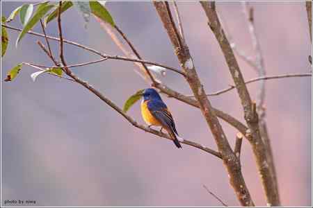 2010年春节云南度假拍鸟记录