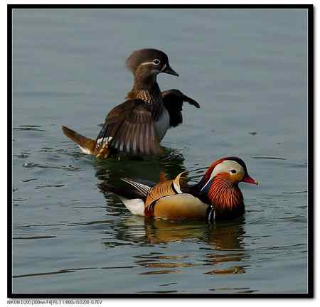 鸳鸯湖  恩爱夫妻版