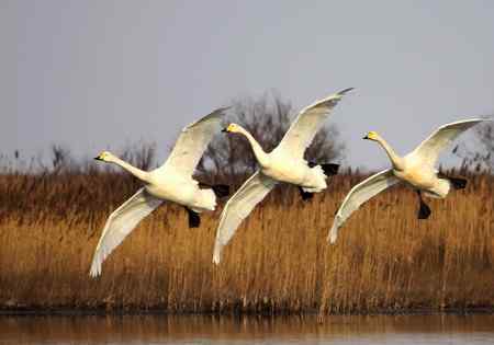 河口飞燕滩油田的水上芭蕾
