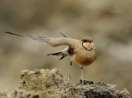 普通燕鴴照片分享