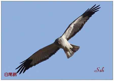 京城猛禽【组图】 京城猛禽【组图】