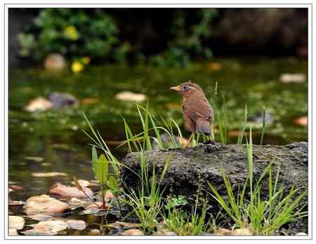 小雨中的    画鹛