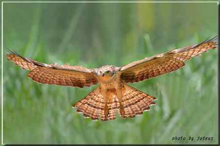 再見蜂鷹 高清晰美图