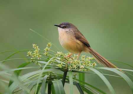 黄腹鹪莺美丽超清晰图组