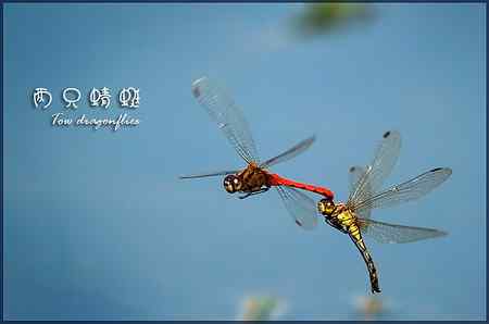 两只蜻蜓——飞行版