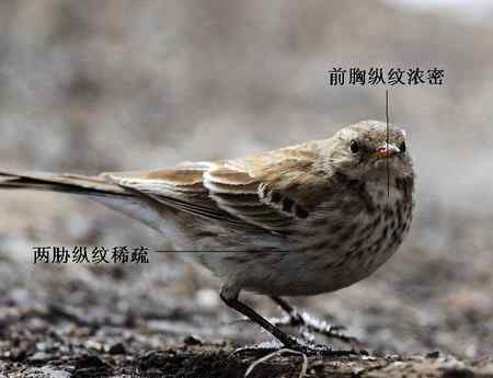 鸟类辨识：水鹨和黄腹鹨