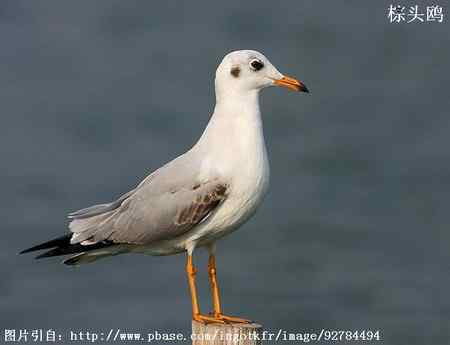 鸟类辨识：红嘴鸥和棕头鸥