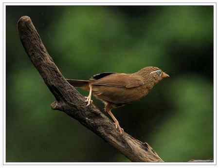 小雨中的----画鹛