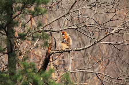 拍鸟拍到了川金丝猴