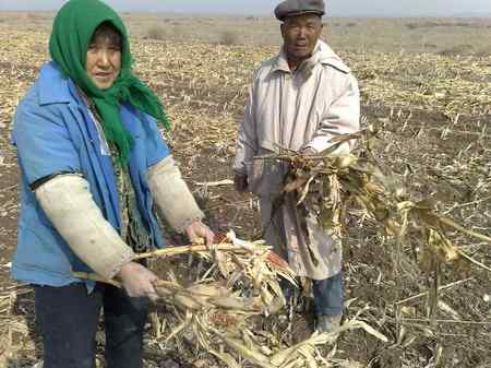 我的自然笔记 麦田寻鹤