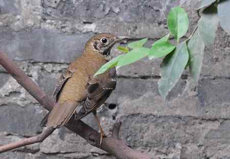 长尾地鸫 较少见到的鸫