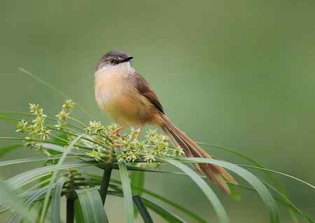 黄腹鹪莺美丽超清晰图组