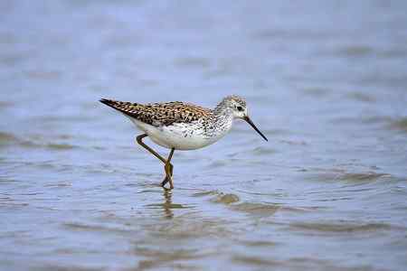 首次春季拍泽鹬