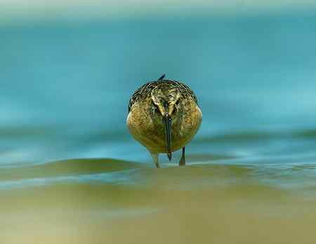 弯嘴滨鹬照片一组