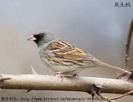 谈谈几种常见的鹀