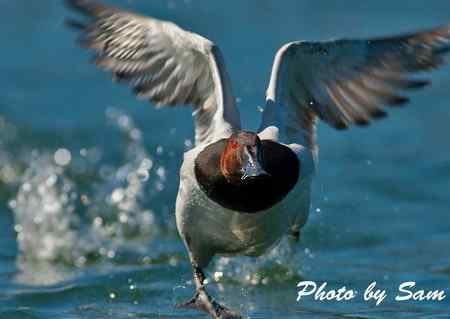 帆背潛鴨 Canvasback