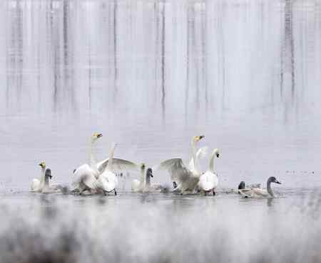 走进鄱阳湖观鸟【组图】