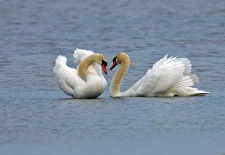 海鹰一号的疣鼻天鹅