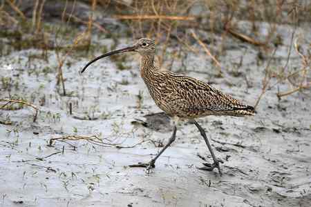 喜见当年大勺鹬