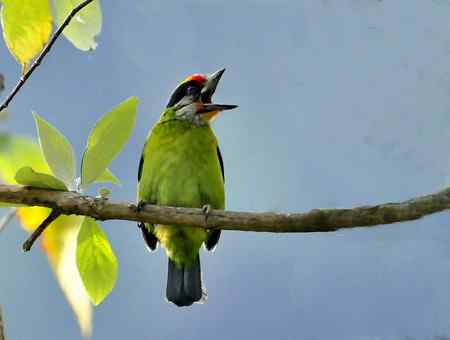 云南的百花岭是鸟的天堂