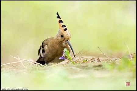 今天的戴胜（基本原画幅）