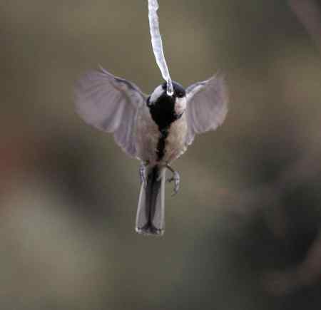 大山雀完美悬飞吃冰棍！
