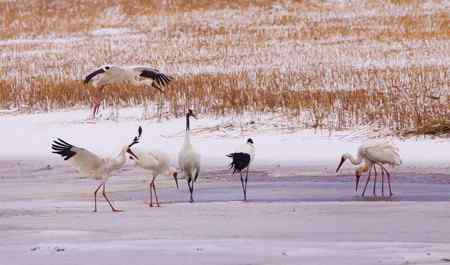 阳春三月莅临盘锦的白鹤