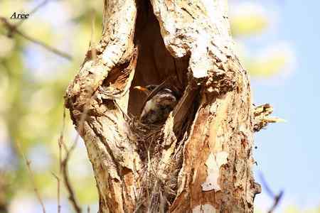 新疆北疆地区观鸟线路与季节参考——新疆常见特色林鸟