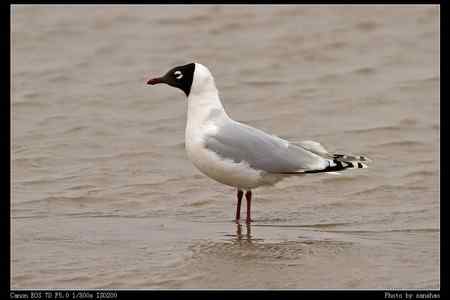盘锦湿地的水鸟:遗鸥等