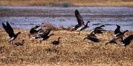 南飞的大雁今天已飞回向海，即将繁衍后代。