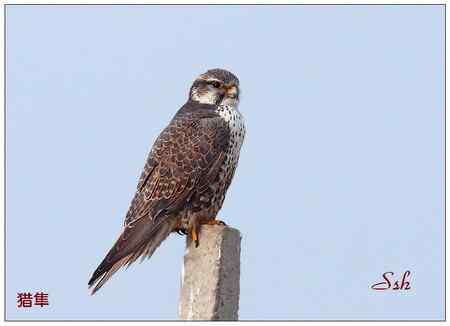 京城猛禽【组图】 京城猛禽【组图】