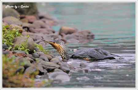 罕见稀有的紅喉潛鳥竟然造访宝岛台湾