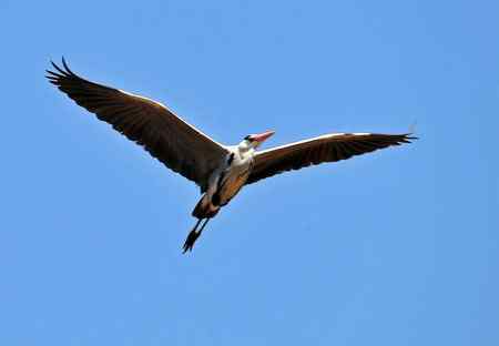 蓝天下的苍鹭雄姿