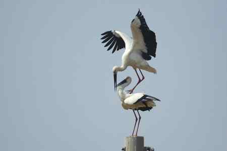 东方白鹳求偶的精彩瞬间