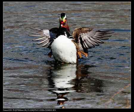 鸳鸯做自由体操